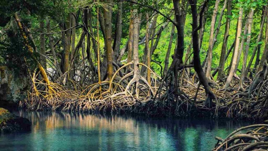 Mangrove forest